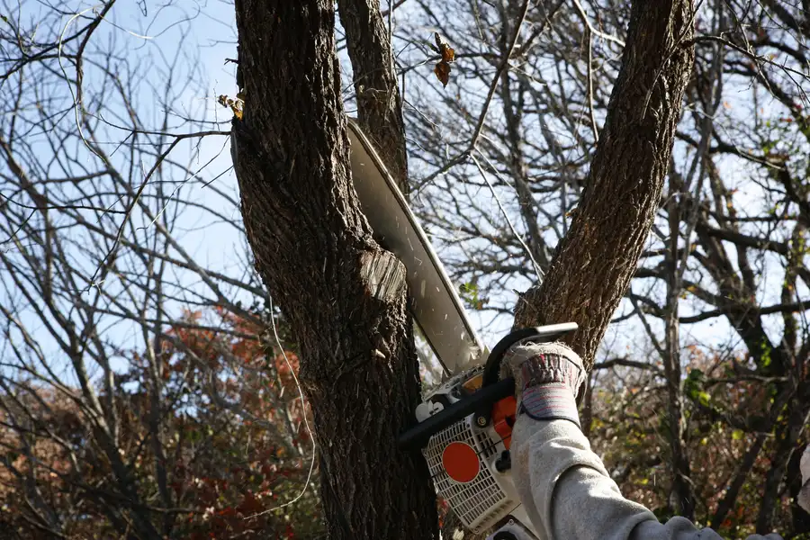 How Tree Removal Service Enhances Curb Appeal Weymouth, MA How Tree Removal Service Enhances Curb Appeal Weymouth, MA