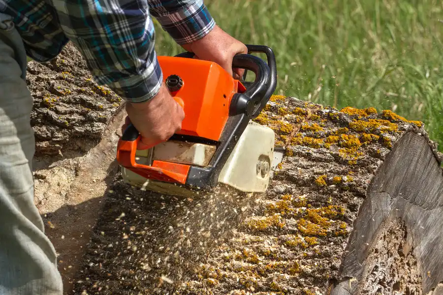 How Tree Removal Service Enhances Curb Appeal in Weymouth, MA How Tree Removal Service Enhances Curb Appeal in Weymouth, MA