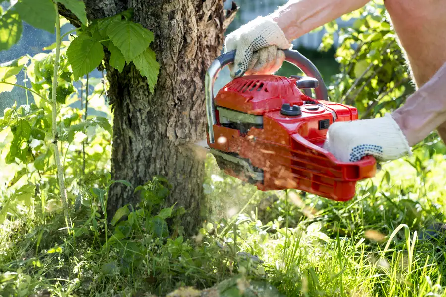 Improve Property Safety With Tree Removal Service Weymouth, MA Improve Property Safety With Tree Removal Service Weymouth, MA