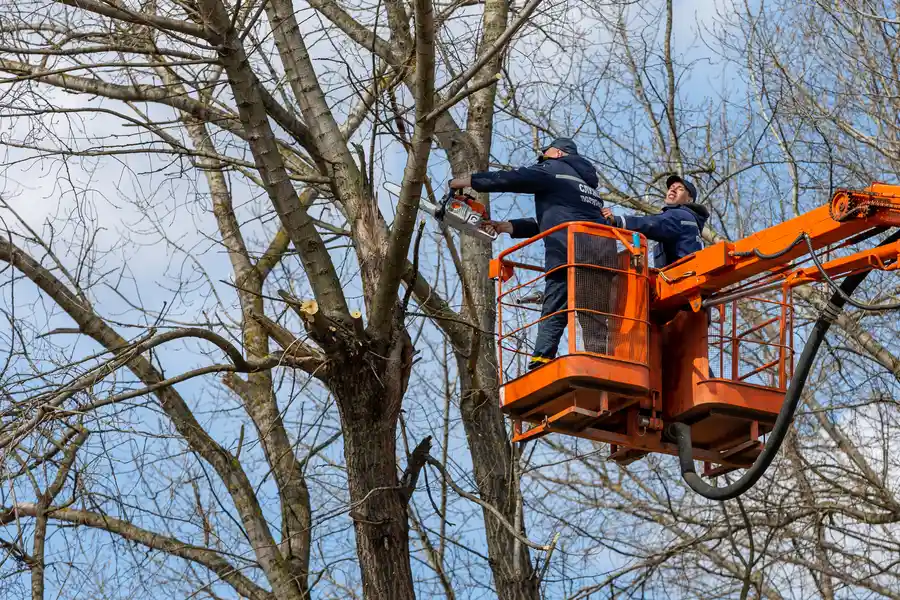 Improve Property Safety With Tree Removal Service in Weymouth, MA Improve Property Safety With Tree Removal Service in Weymouth, MA