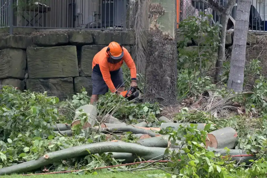 Local Tree Removal Service Weymouth, MA Local Tree Removal Service Weymouth, MA