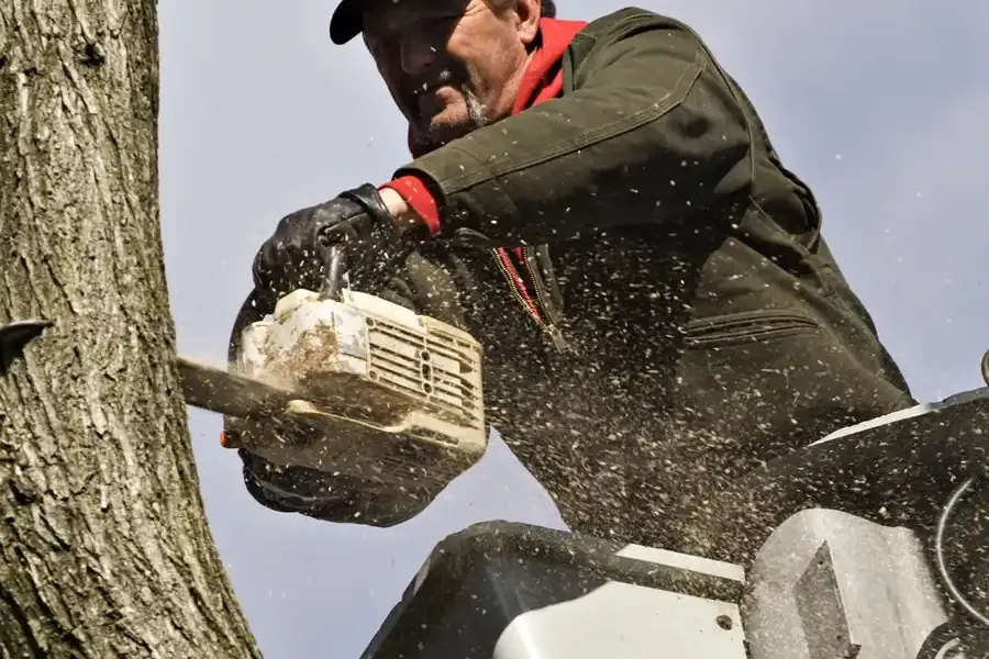 Top-rated Tree Removal Service Weymouth, MA Top-rated Tree Removal Service Weymouth, MA